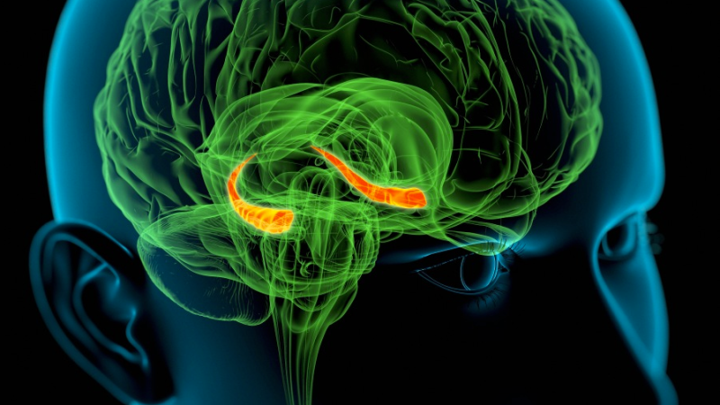 conectar el cerebro con un computador