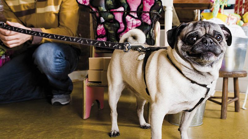 Cómo emprender usando mascotas: Casos exitosos